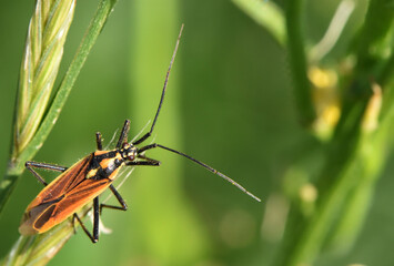 Beautiful insect on the grass.