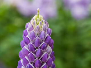 早咲きの小さなルピナス