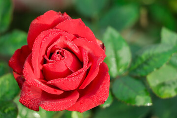 Beautiful red rose in a garden