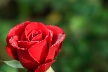Blooming red rose closeup in a garden