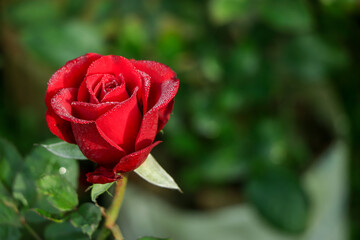Selective focus on red rose in a garden