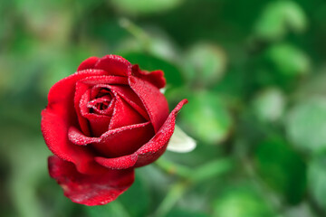Lovely single blooming red rose