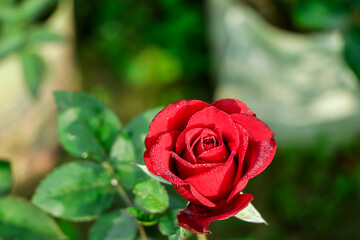 Beautiful red rose blooming in garden