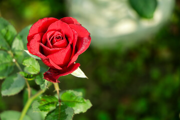 Red roses bloom in the summer in the country garden