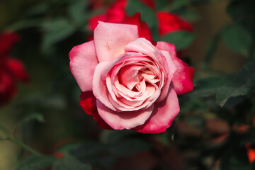 Pink and white rose closeup background