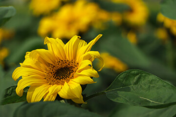 Sunflowers garden. Sunflowers have abundant health benefits. Sunflower oil improves skin health and promote cell regeneration.