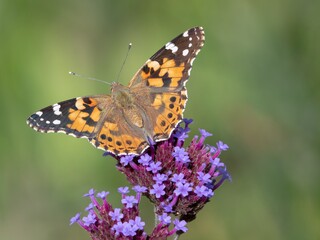 Fototapeta na wymiar Painted lady butterfly on flower