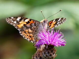 Fototapeta na wymiar Painted lady butterfly on flower
