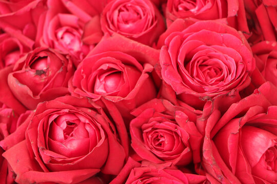 Red rose background for holidays
