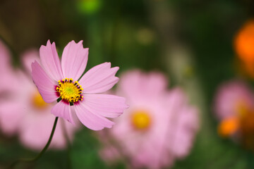 Obraz premium Pink cosmos flower blooming in garden