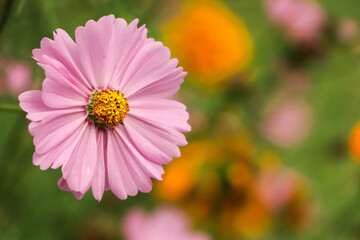 Obraz premium Pink cosmos flower with copy space