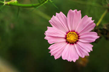 Pink cosmos flowers full blooming in the field.