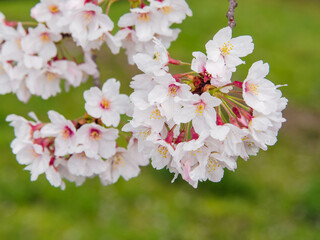 ソメイヨシノ（サクラ）