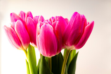 bouquet of bright pink tulips