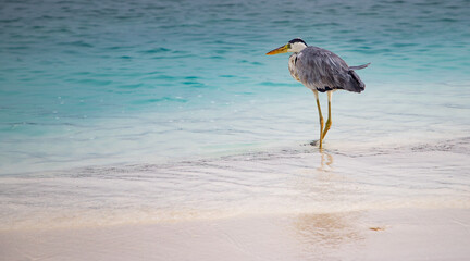 great Blue Heron by the sea