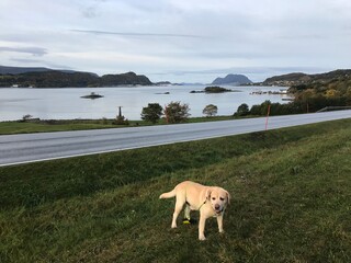 dog on the beach