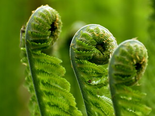 close up of fern