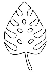 Monstera leaf