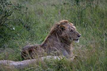  lions couple in the savannah of Kenya