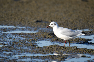 Westerland, Netherlands. February 2023. A seagull looking for food.