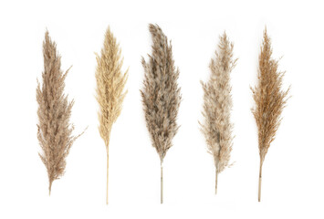 Collage of different type of Pampas Grass isolated on white background. Copy space.
