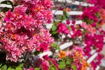 Obraz premium Beautiful blossom Bougainvillea or Paper flower at white metal fence. ฺ 