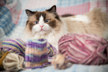 Colored threads, knitting needles and other items for hand knitting and a cute domestic cat Ragdoll