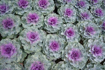 Colorful Decorative Kale or Ornamental Cabbage in Agricultural greenhouse farm.