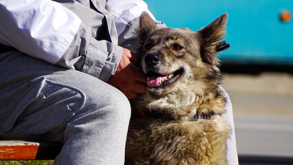 A very nice looking dog.