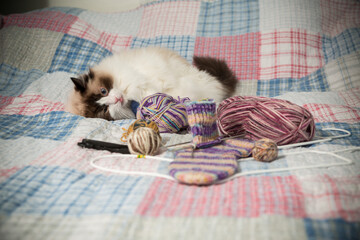 Colored threads, knitting needles and other items for hand knitting and a cute domestic cat Ragdoll
