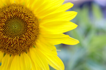 Natural sunflower plant, garden photograph