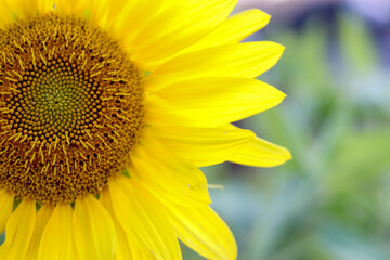 Naklejka premium Natural sunflower plant, garden photograph