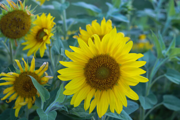 Natural sunflower plant, garden photograph