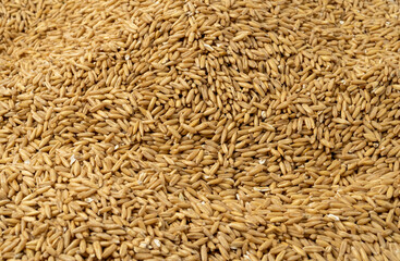 Grain prices rising due to global economic downturn