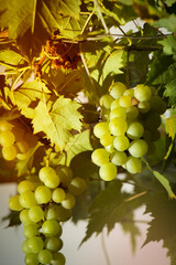 green grapes hanging from flaming stalks beside orange green vineyards