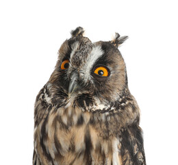 Beautiful eagle owl on white background, closeup. Predatory bird