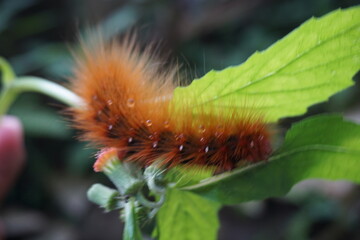 Macro shot of the red caterpillar.hair Caterpillar moth (Saturnia pavonia) feeding on leaves. A Brown-tail Moth red Caterpillar, Euproctis chrysorrhoea, feeding on a leaf.
