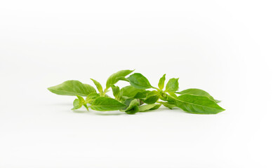 Basil leaves isolated in clipping path