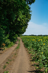 Fototapeta na wymiar A road in a village in Ukraine