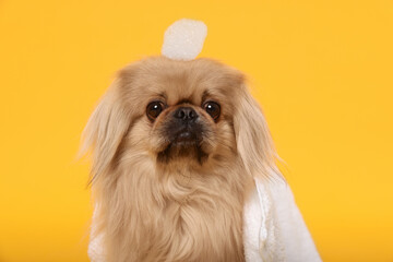 Cute Pekingese dog with towel and shampoo bubbles on yellow background. Pet hygiene