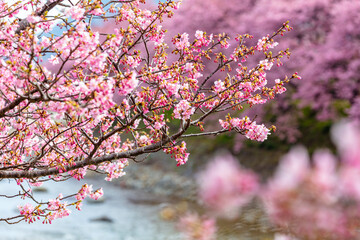 河津川沿いの河津桜並木