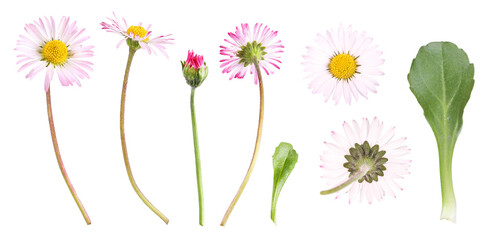 Different views of the daisy, transparent background