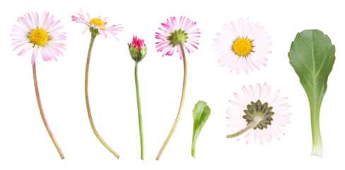 Different views of the daisy, transparent background