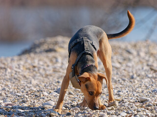 Close-up photo of an adorable domestic hunting dog sniffing stone by the lakeshore