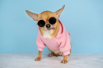 A red chihuahua dog in sunglasses and a pink hoodie on a blue background . Sale, advertising, discount, special offer, shops, advertising business concept. Copy space for text