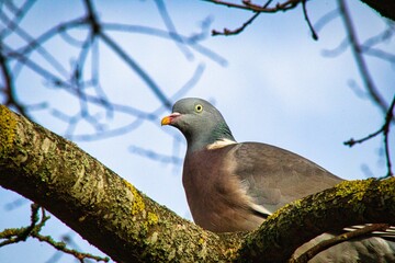 pigeon on branch
