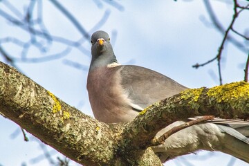 Pigeon on a tree