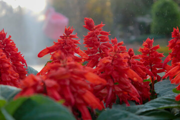 Red Salvia blooming in garden,  Sparkling sage, or brilliant sage lat, green leaves 
