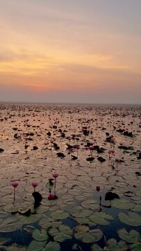 Sunrise at The sea of red lotus, Lake Nong Harn, Udon Thani, Thailand. A Asian women in a wooden boat during sunrise at the red lotus lake in Thailand 