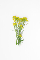 Rapeseed flower, yellow rapeseed flower isolated on white background
